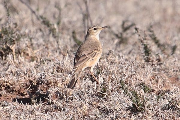 8. Pipit-Long-tailed-Cawoods-Hope-Christiana-SA-AR-12 (1)