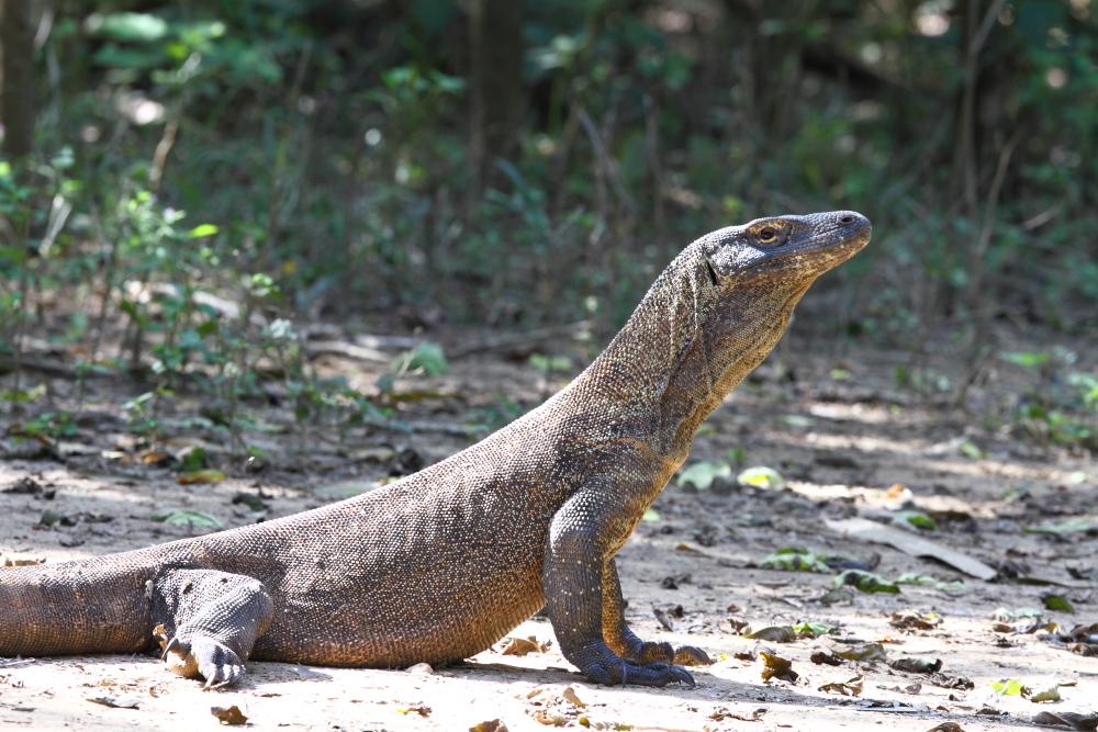 Een jongere Komodovaraan – deze kleinere individuen kunnen zeer agressief zijn en extreem snel bewegen, essentieel voor het vangen van prooien en het vermijden van hun kannibalistische oudsten.