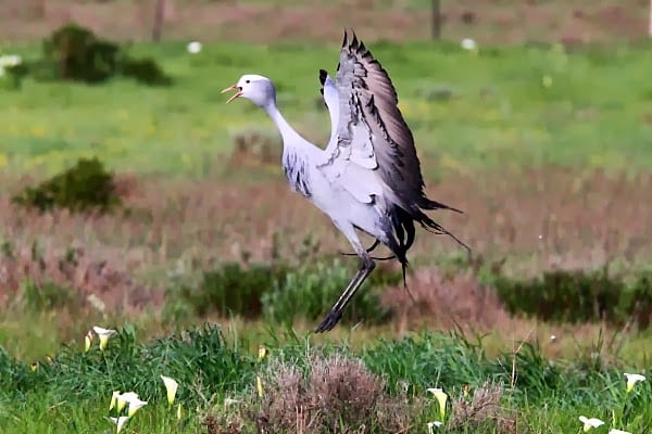 9. Crane-Blue-Tienie-Versveld-SA-AR-179