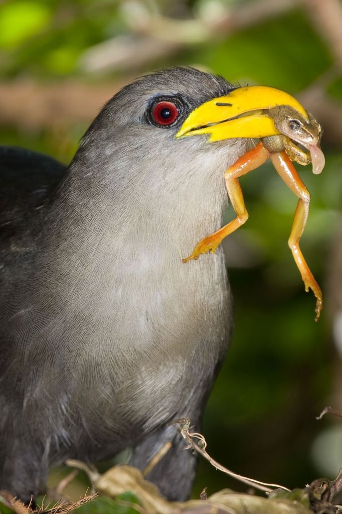 Gröna Malkoha