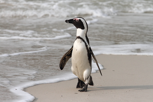 African Penguin by Adam Riley