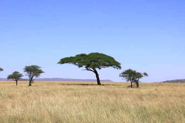 Paysage typique du Serengeti avec des prairies parsemées d&#39;acacias