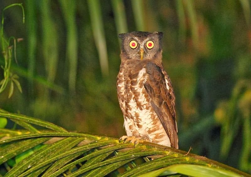 Akun Eagle-Owl, Nsuta Forest by David Hoddinott