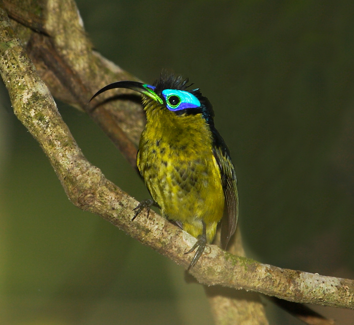 Common Sunbird-Asity is one of 4 very bizarre birds in this endemic Malagasy bird family (sometimes considered a sub-family of Broadbills)