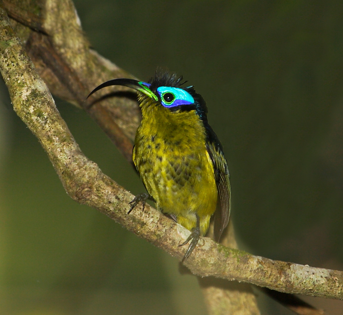 Common Sunbird-Asity är en av fyra mycket bisarra fåglar i denna endemiska malagasiska fågelfamilj (ibland betraktad som en underfamilj av brednäbbar)