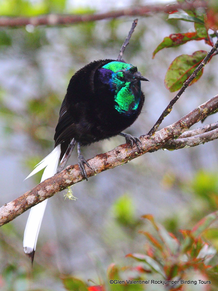 Ribbon-tailed Astrapia