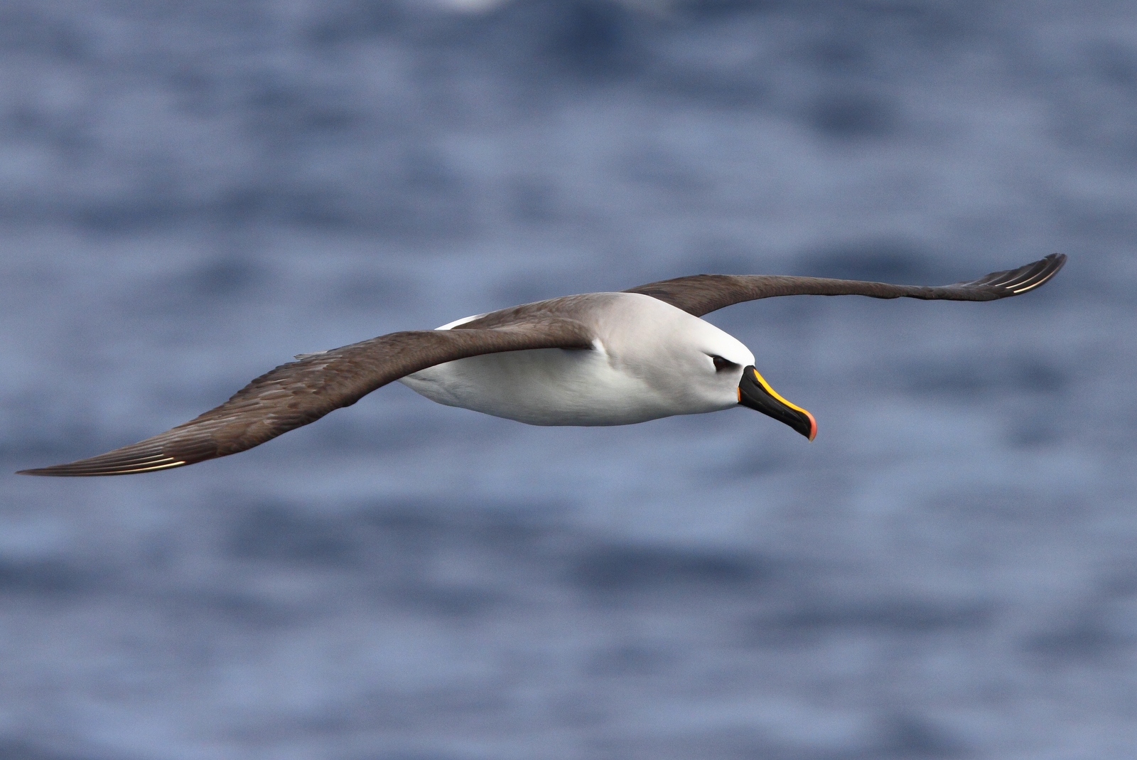 Albatros de nariz amarilla del Atlántico