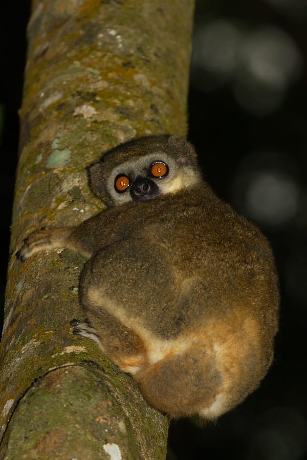 El Sambirano Avahi o Woolly Lemur es una especie nocturna poco conocida que se encuentra en los bosques alrededor del lago Bemanevika. Foto de Adam Riley 