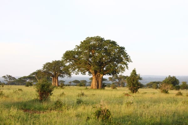 Paysage boisé typique du parc national de Tarangire, dominé par les Boababs