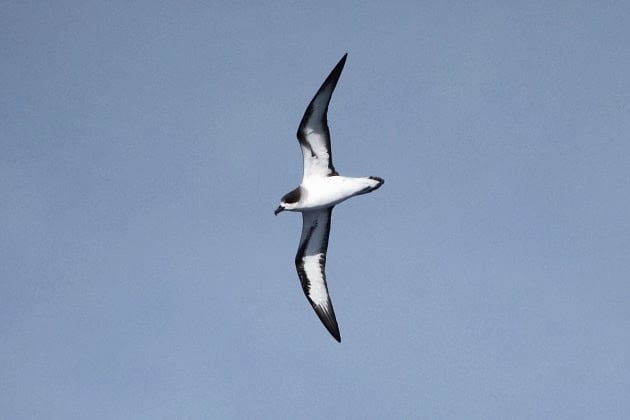 Petrel de Barau por Adam Riley