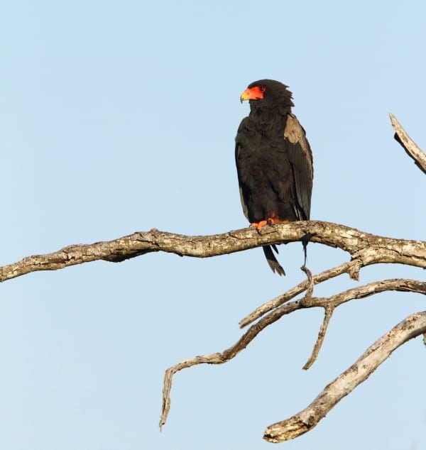 Bateleur är en av världens stiligaste rovfåglar och är vanligt förekommande i Ngorongoro-kratern