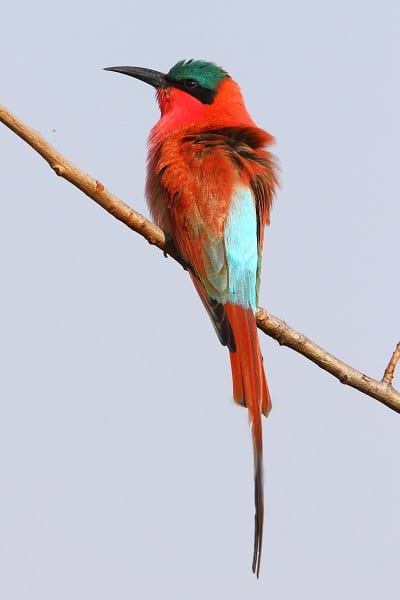 Southern Carmine Bee-eater