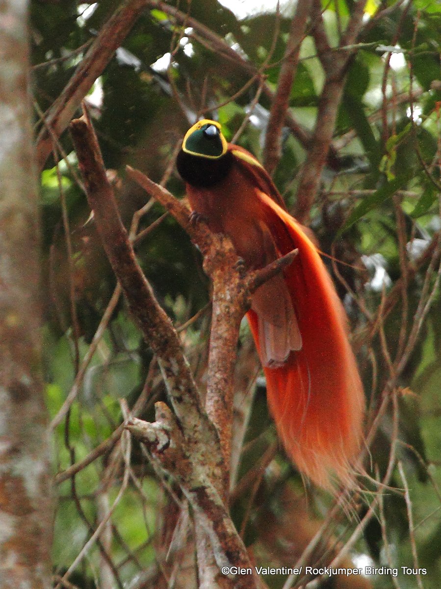 Raggiana Paradijsvogel