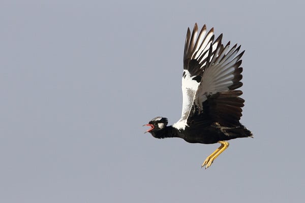 Noordelijke Zwarte Korhaan