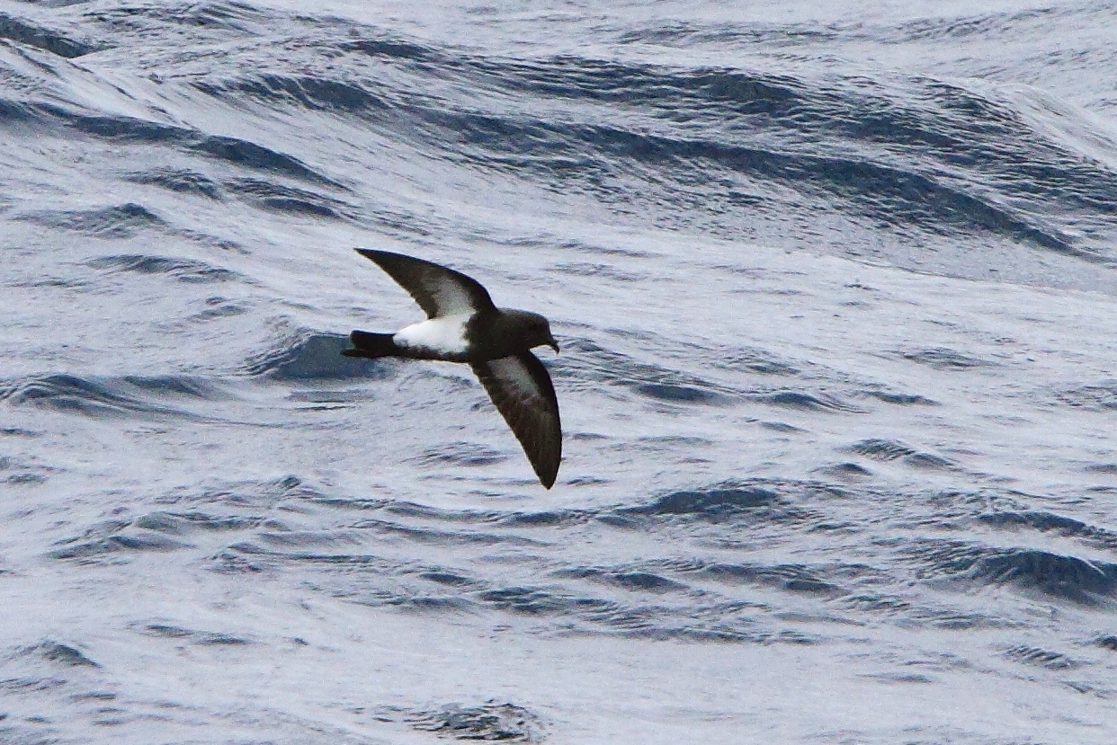 Black-bellied Storm Petrel