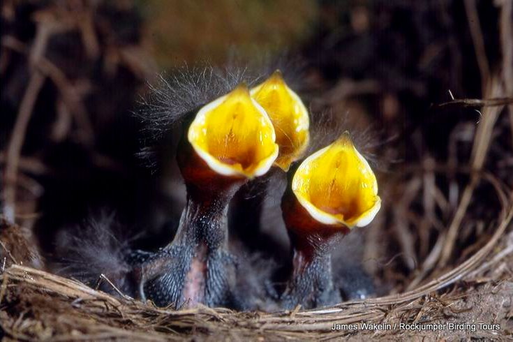 Blue Swallow chicks by James Wakelin