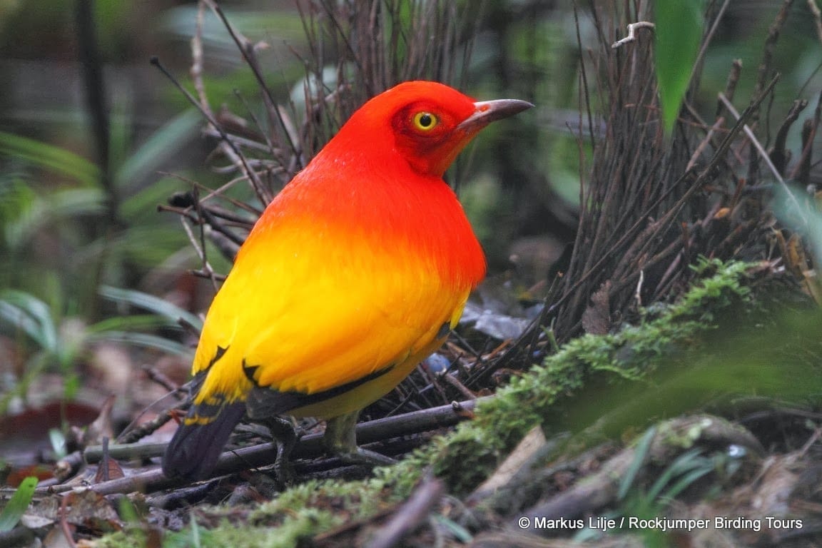 Oiseau-jardin, Flamme -025