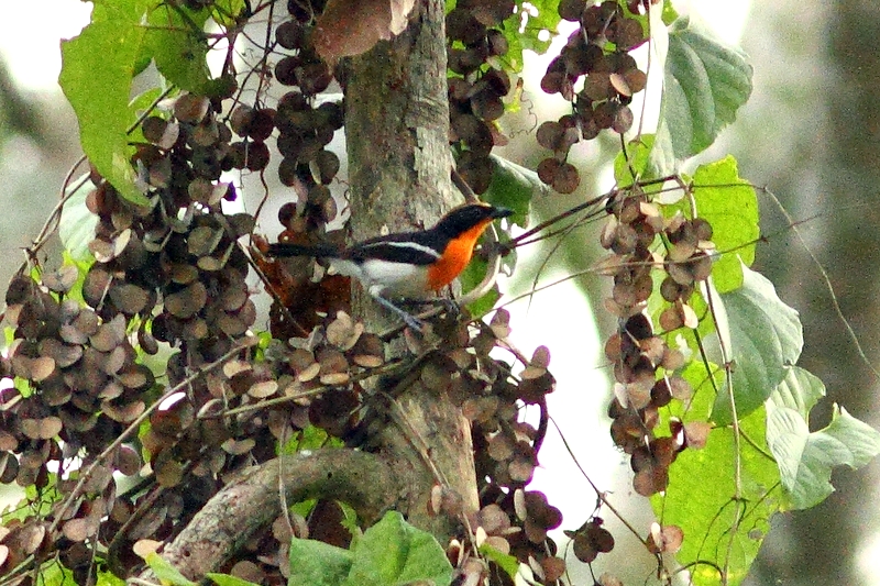 Brauns Bushshrike