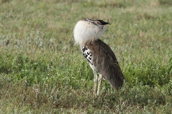 The world’s heaviest flying bird, the Kori Bustard, is pleasantly common in the crater, here a male is displaying