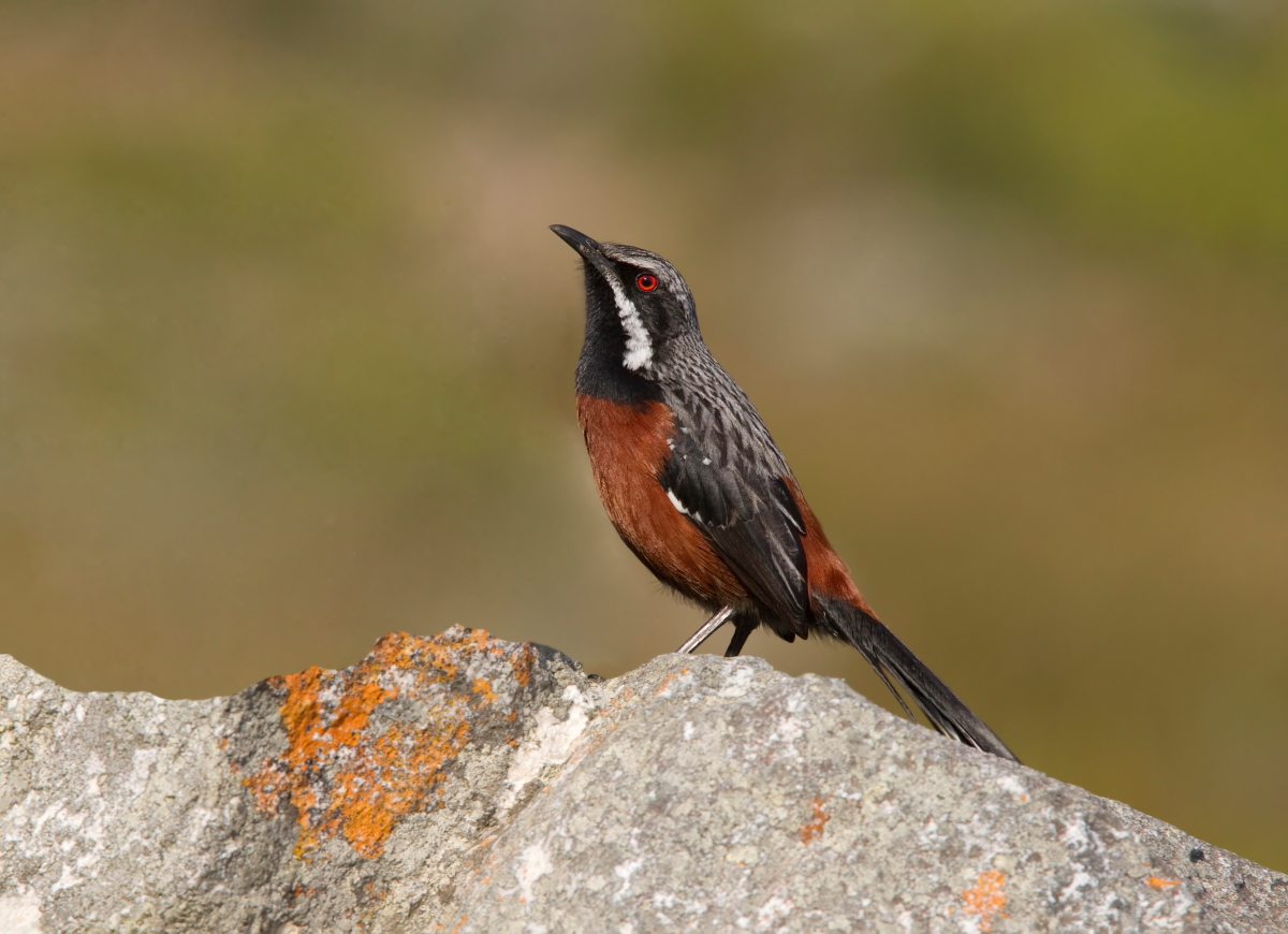 The Cape Rockjumper belongs to an African endemic family comprising of 2 species