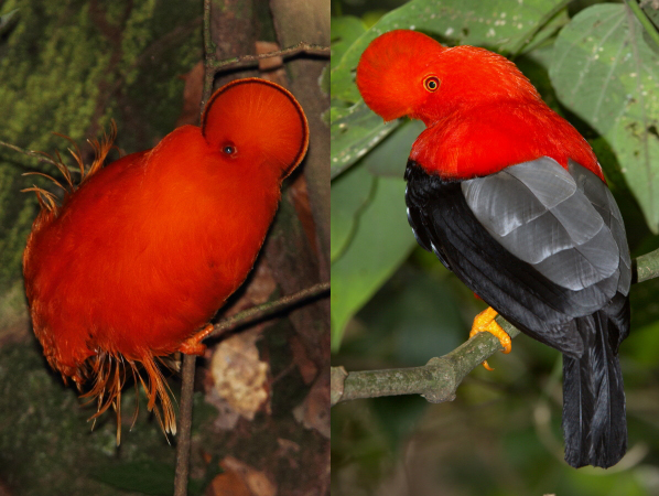 Guianan-rotshaan en Andes-haan-van-de-rotsen