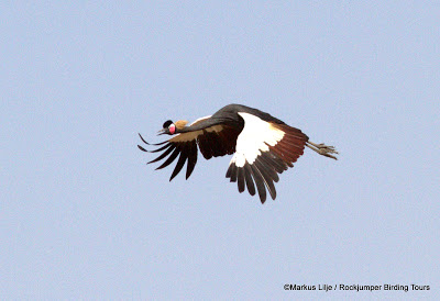 Black Crowned-Crane by Markus Lilje