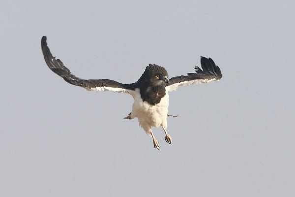 Águila serpiente de pecho negro