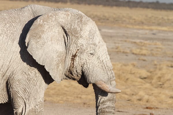 Afrikansk elefant Etosha Namibia