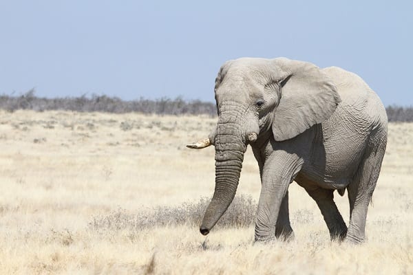 Elefant Afrikansk Etosha Namibia AR