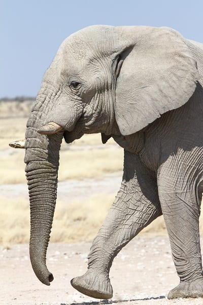 Elefante Africano Etosha Namibia AR