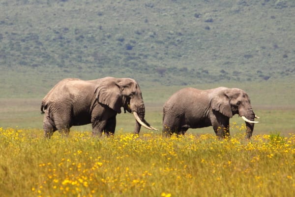 Sólo los elefantes africanos toro residen en el cráter del Ngorongoro