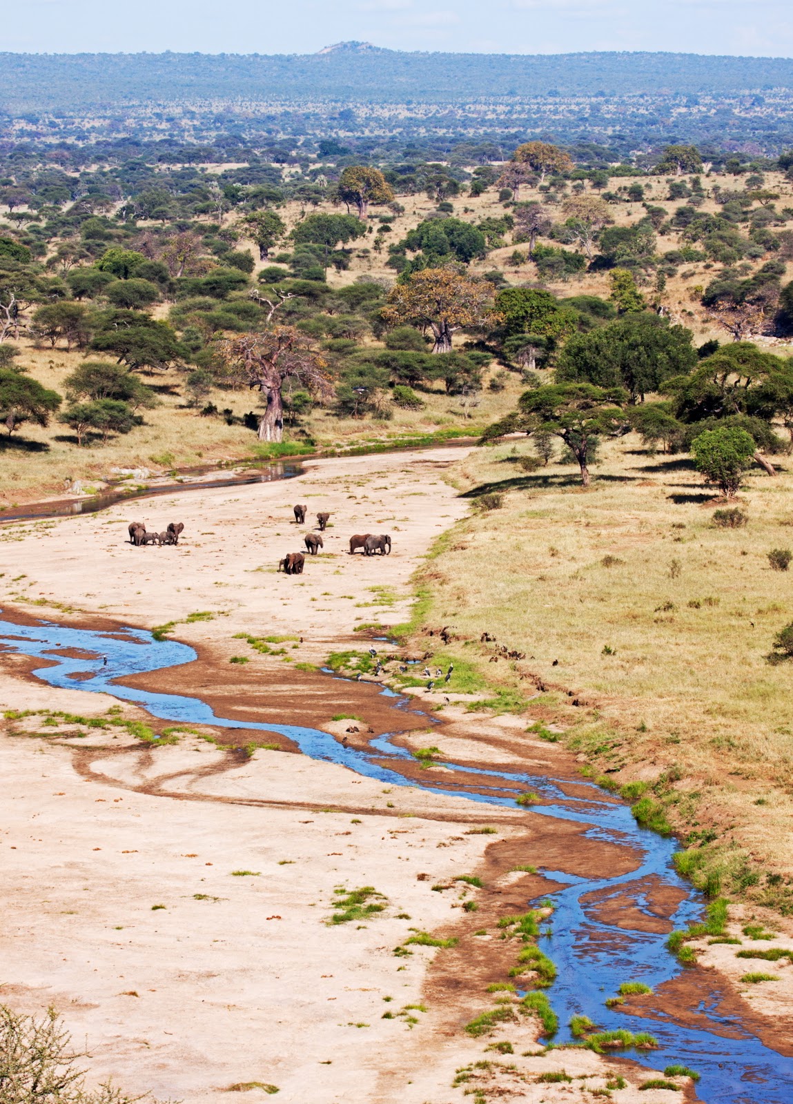 Scène africaine par excellence du parc national de Tarangire, Tanzanie