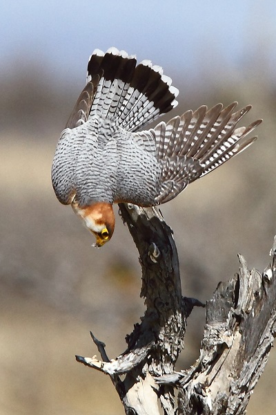 Red-necked Falcon