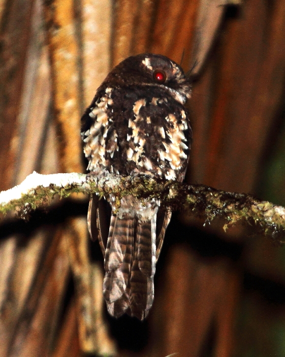 Katachtige Owlet-nachtzwaluw