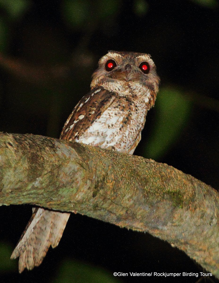 Marmorerad Frogmouth