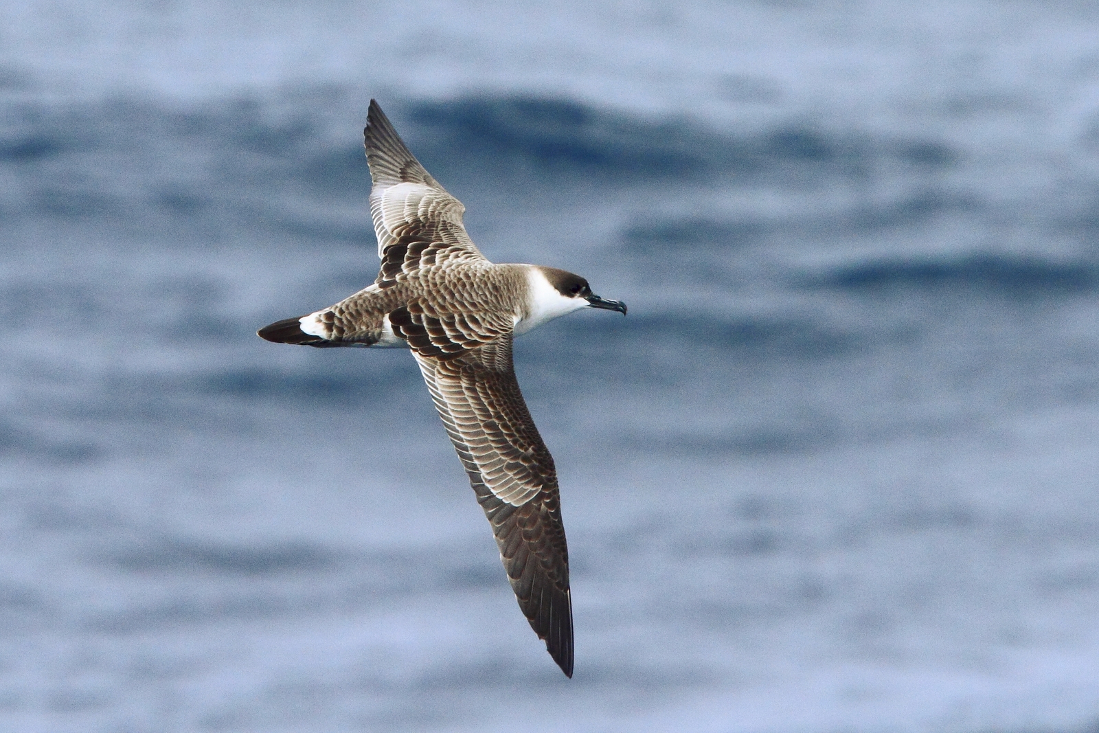 Great Shearwater