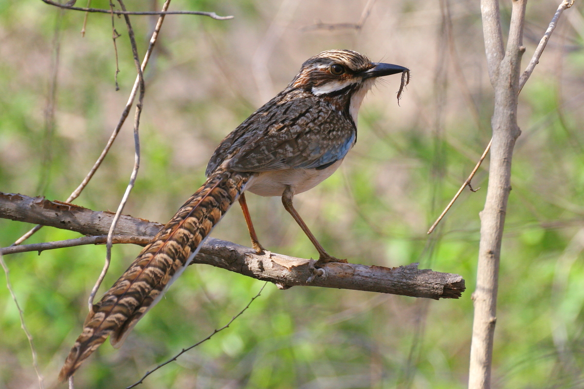 Ground-rollers är också endemiska för Madagaskar, Långstjärten förekommer i livsmiljö som kallas Spiny Desert