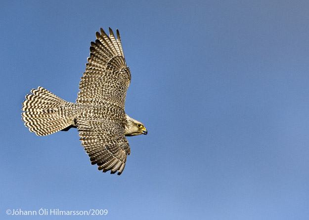 Halcón Gyr