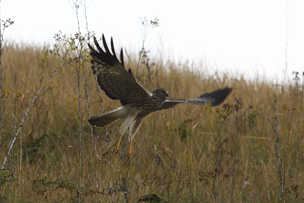 En Madagaskar harrier lyfter från gräsmarkerna runt sjön Bemanevika. Foto av Adam Riley 