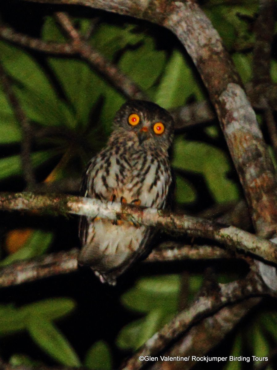 Papuan Hawk-Owl