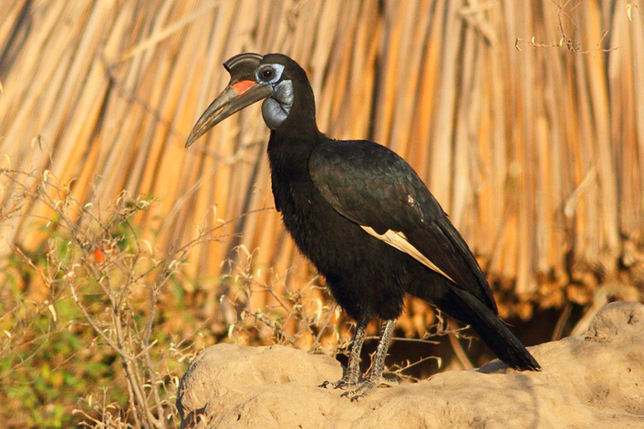 Neushoornvogel, -Grond, -Abessijn-5