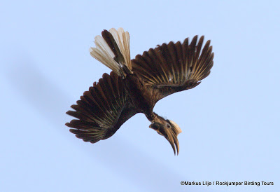 Yellow-casqued Wattled Hornbill by Markus Lilje