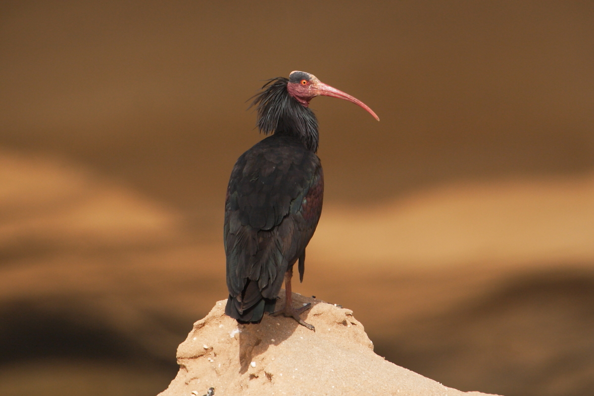 La última población silvestre de ibis calvo del norte o Waldrapp, en peligro crítico de extinción, está restringida casi por completo a Marruecos