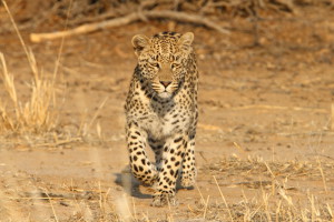 Leopard Kgalagadi Transfrontier NP SA AR-033