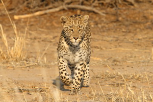 Luipaard Kgalagadi Transfrontier NP SA AR-033