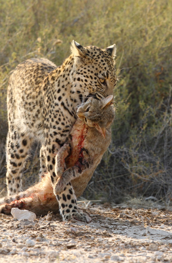 Luipaard Kgalagadi Transfrontier NP SA AR-061