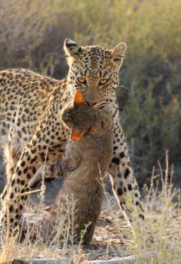 Leopard Kgalagadi Transfrontier NP SA AR-068