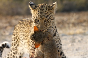 Luipaard Kgalagadi Transfrontier NP SA AR-083