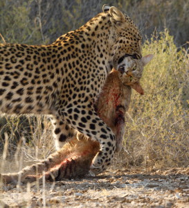 Luipaard Kgalagadi Transfrontier NP SA AR-101