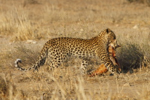 Léopard Kgalagadi Transfrontier NP SA AR-138